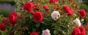 rosier